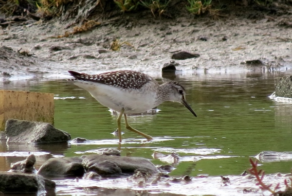 Wood Sandpiper
