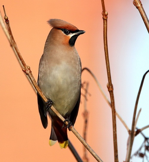 Waxwing