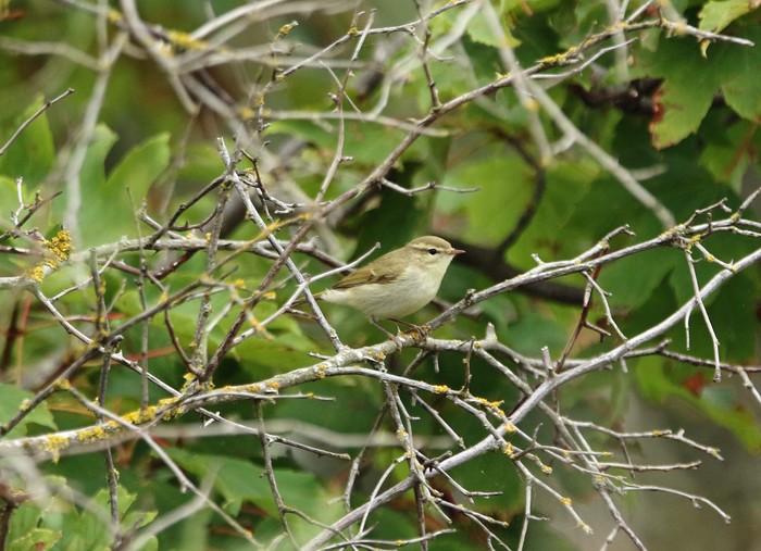 Greenish Warbler