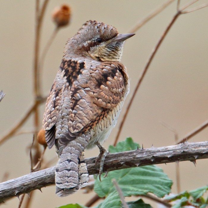 Wryneck