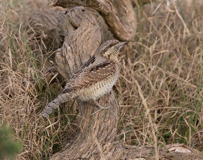 Wryneck