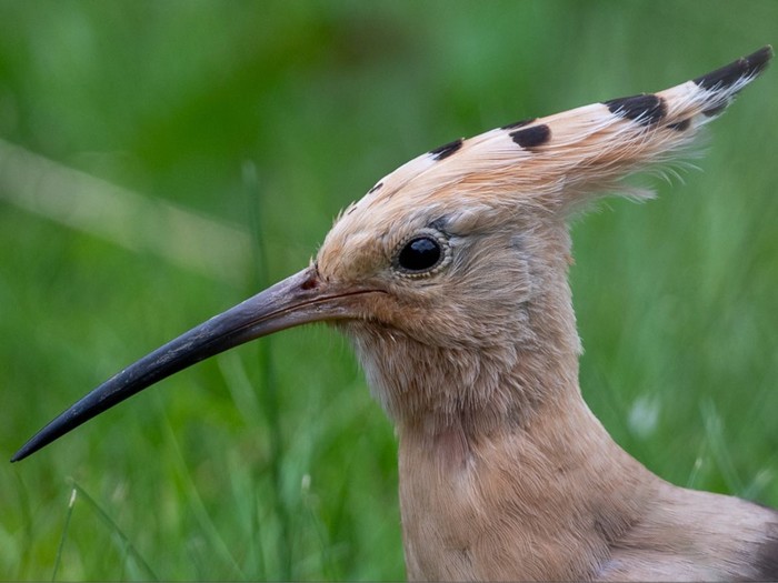 Hoopoe