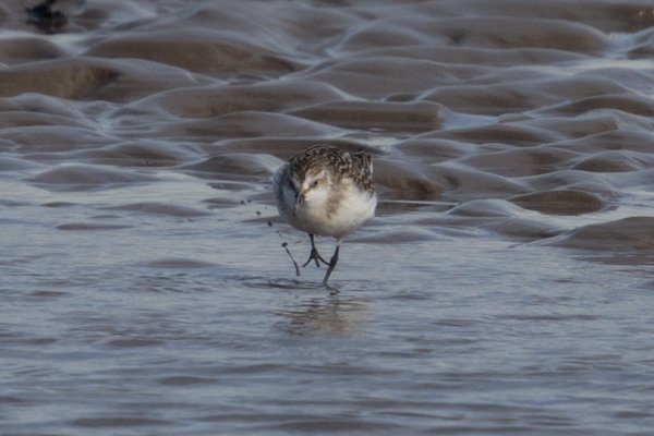 Semipalmated Sandpiper