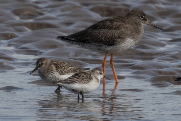 Semipalmated Sandpiper