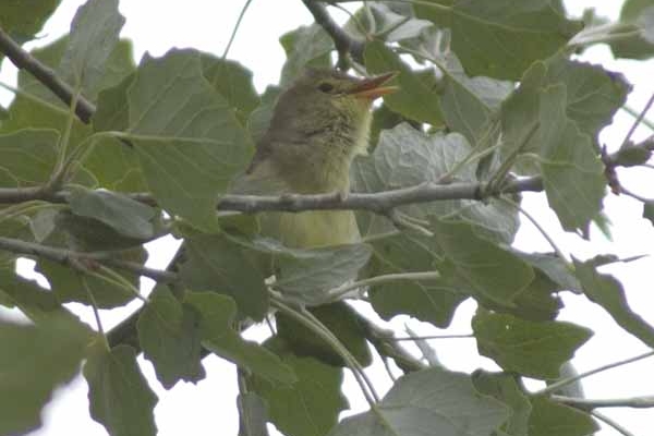 Icterine Warbler