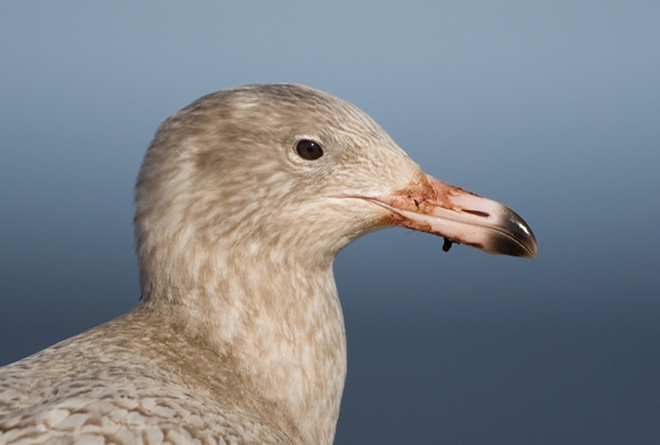 Glaucous Gull