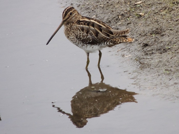 Snipe