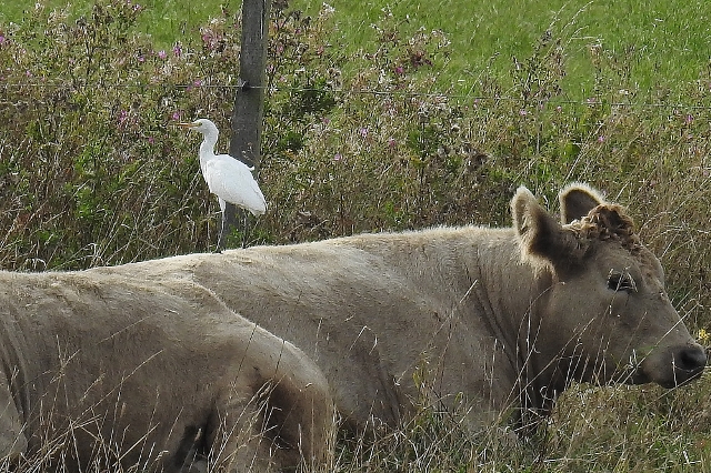 Cattle Egret