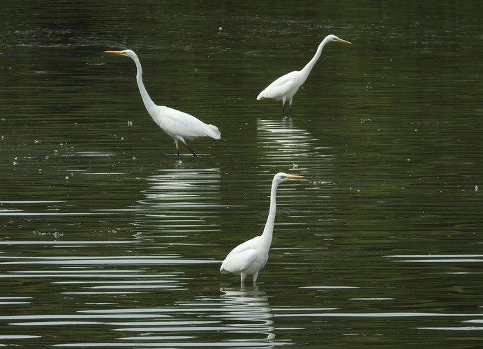 Great White Egret