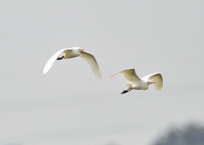 Cattle Egret