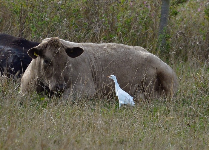 Cattle Egret