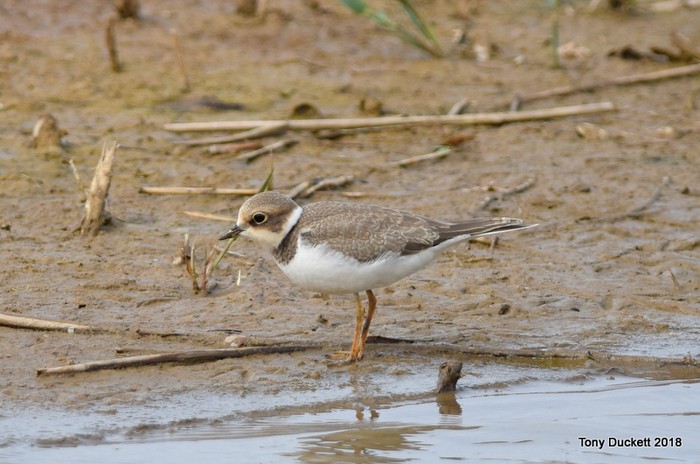 Little Ringed Plover