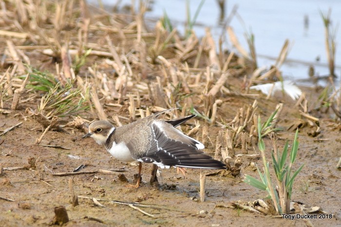Little Ringed Plover