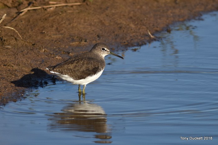 Green Sandpiper