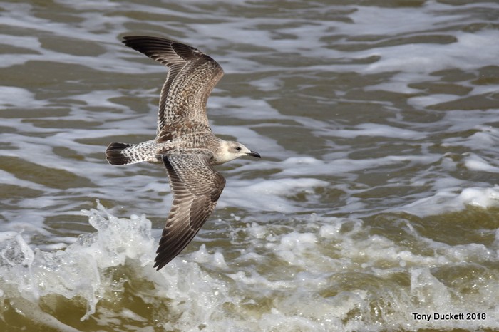 Yellow-legged Gull