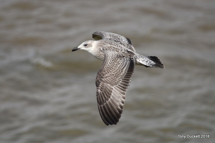 Yellow-legged Gull
