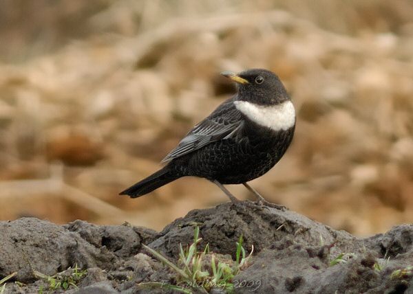 Ring Ouzel