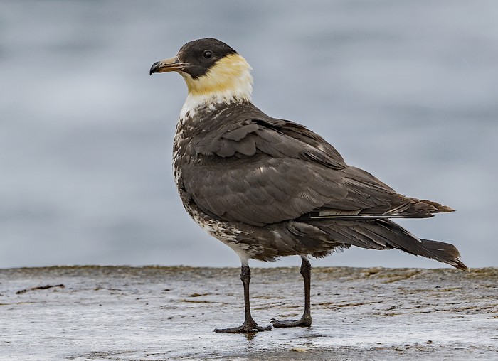 Pomarine Skua
