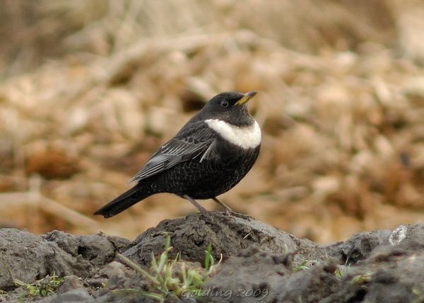 Ring Ouzel