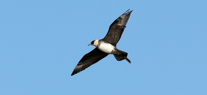 Pomarine Skua