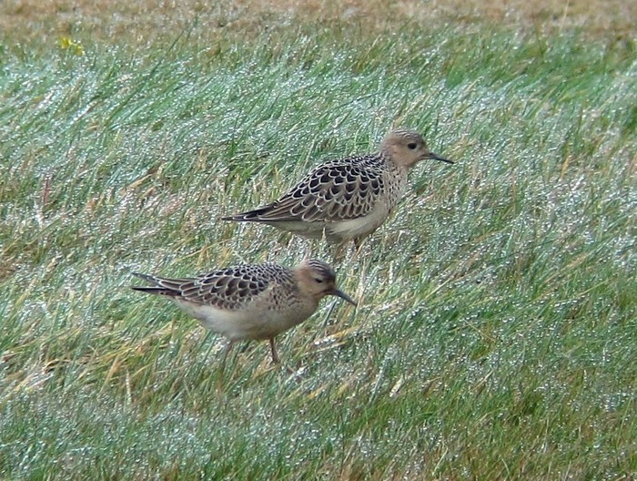 Buff-breasted Sandpiper