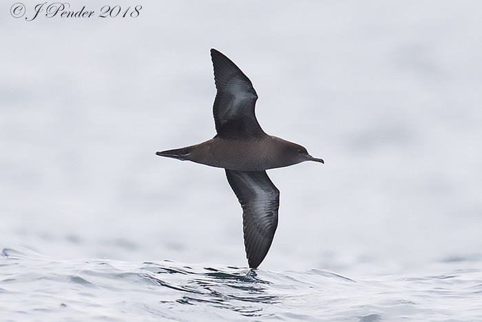 Sooty Shearwater