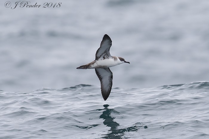 Great Shearwater