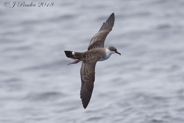 Great Shearwater
