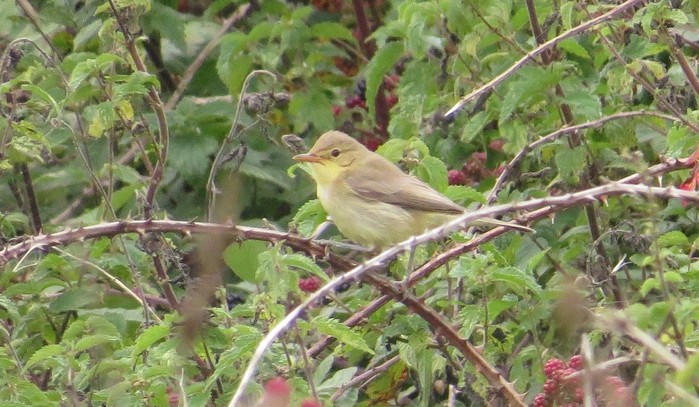 Melodious Warbler