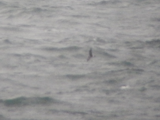Leach's Petrel