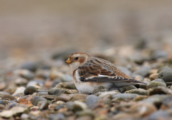 Snow Bunting