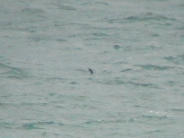 Leach's Petrel