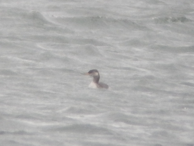 Red-necked Grebe