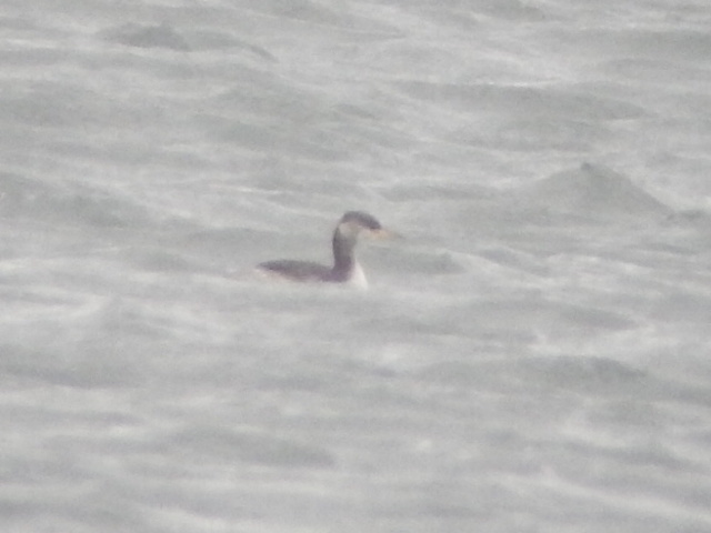 Red-necked Grebe