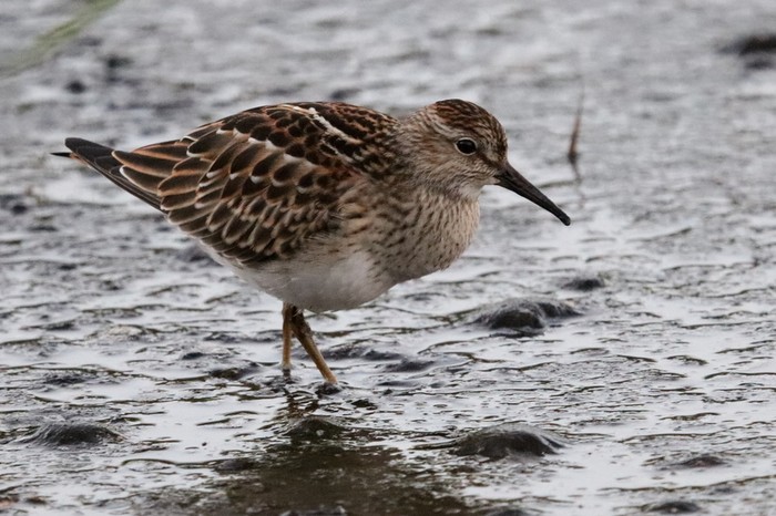 Pectoral Sandpiper