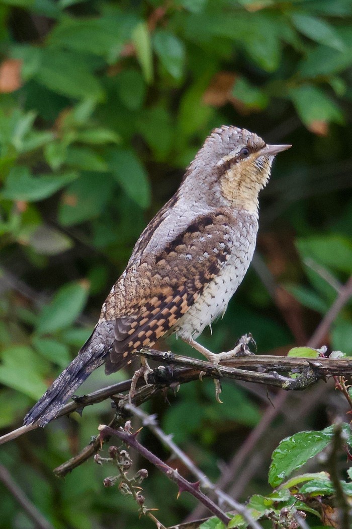 Wryneck