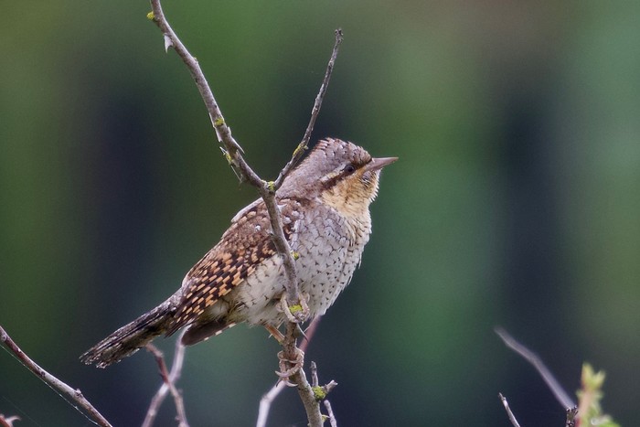 Wryneck