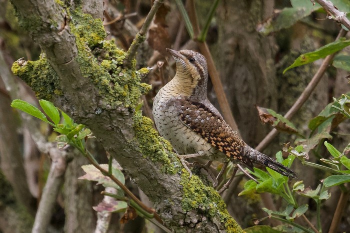 Wryneck