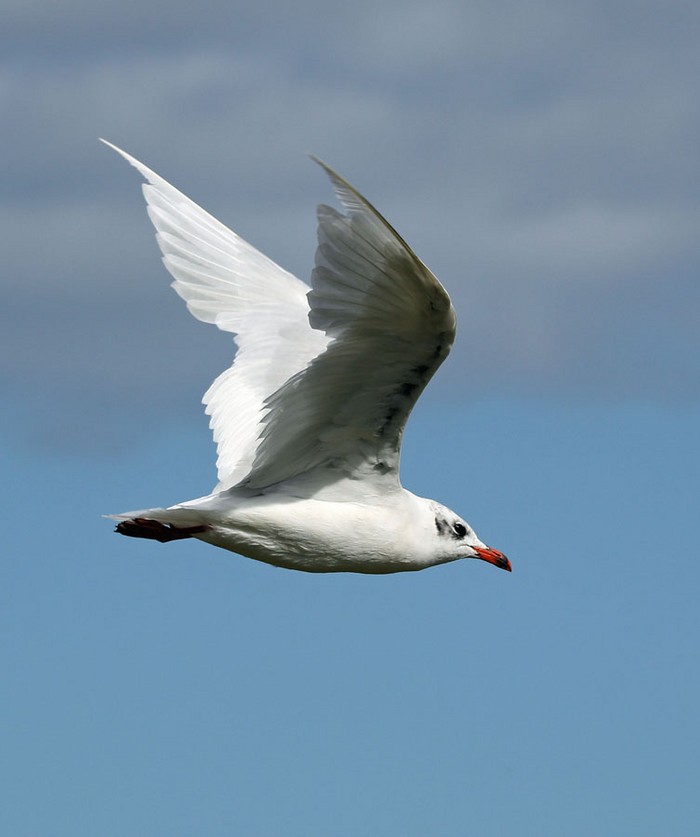 Mediterranean Gull