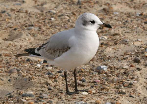 Mediterranean Gull
