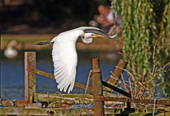 Great White Egret
