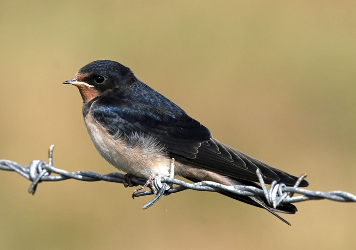 Swallow