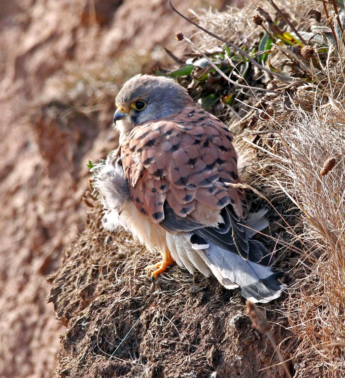 Kestrel