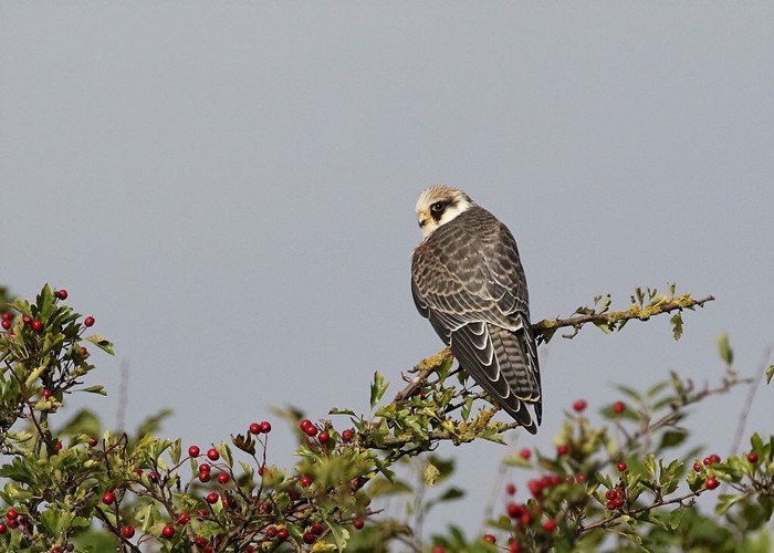 Red-footed Falcon