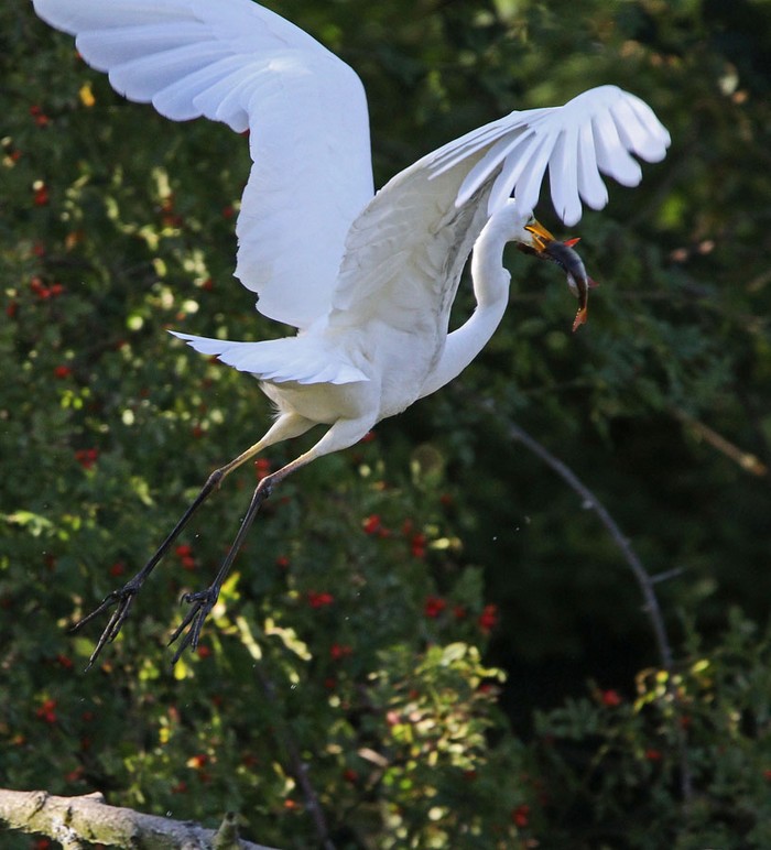 Great White Egret