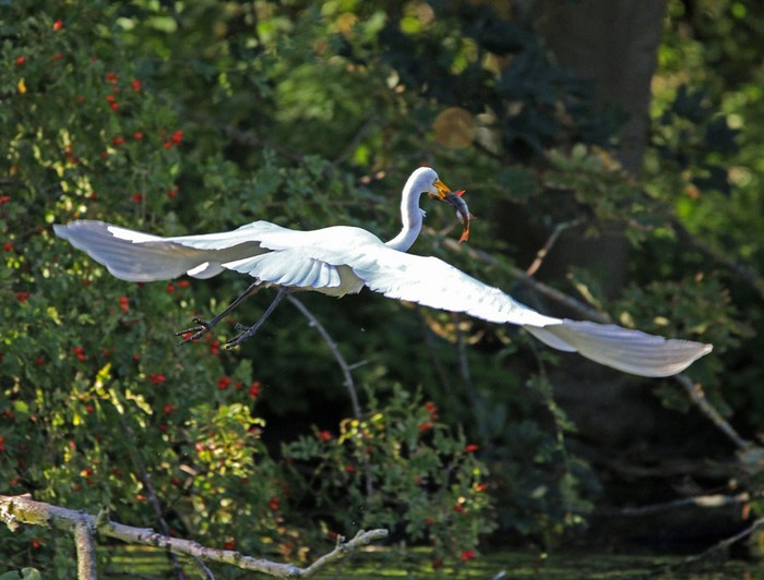 Great White Egret