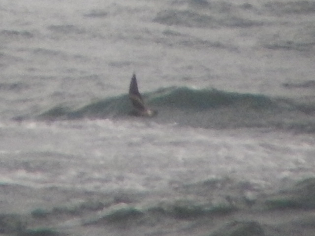 Leach's Petrel