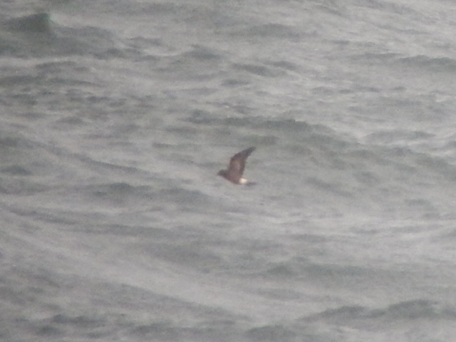 Leach's Petrel