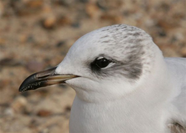 Mediterranean Gull
