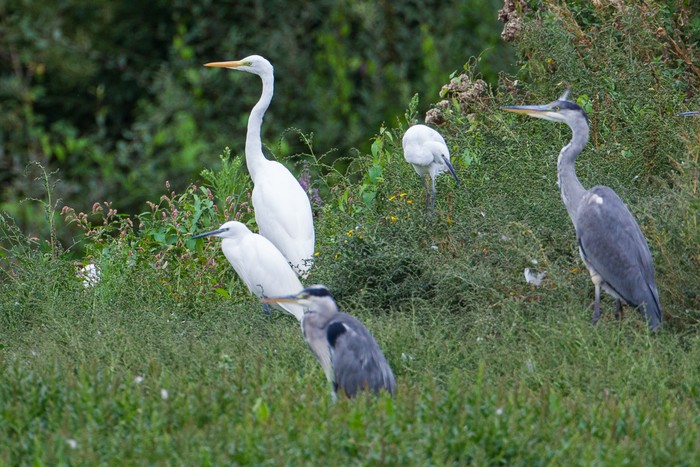 Great White Egret
